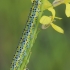 Eastern dappled white - Euchloe ausonia, caterpillar | Fotografijos autorius : Gintautas Steiblys | © Macronature.eu | Macro photography web site