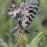 Eastern festoon - Zerynthia cerisy | Fotografijos autorius : Žilvinas Pūtys | © Macronature.eu | Macro photography web site