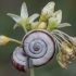 Eastern heath snail - Xerolenta obvia | Fotografijos autorius : Žilvinas Pūtys | © Macronature.eu | Macro photography web site
