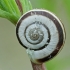 Eastern heath snail - Xerolenta obvia | Fotografijos autorius : Gintautas Steiblys | © Macronature.eu | Macro photography web site