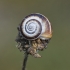 Eastern heath snail - Xerolenta obvia | Fotografijos autorius : Kazimieras Martinaitis | © Macronature.eu | Macro photography web site