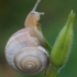 Eastern heath snail - Xerolenta obvia | Fotografijos autorius : Gintautas Steiblys | © Macronature.eu | Macro photography web site