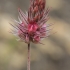 Ebenus pinnata | Fotografijos autorius : Gintautas Steiblys | © Macronature.eu | Macro photography web site