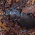 Ebony blackclock - Pterostichus aethiops ♂ | Fotografijos autorius : Žilvinas Pūtys | © Macronature.eu | Macro photography web site