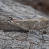 Egiptinis skėrys - Anacridium aegyptium | Fotografijos autorius : Žilvinas Pūtys | © Macrogamta.lt | Šis tinklapis priklauso bendruomenei kuri domisi makro fotografija ir fotografuoja gyvąjį makro pasaulį.