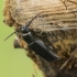 Eglinis luobatašis – Tetropium castaneum | Fotografijos autorius : Giedrius Markevičius | © Macrogamta.lt | Šis tinklapis priklauso bendruomenei kuri domisi makro fotografija ir fotografuoja gyvąjį makro pasaulį.