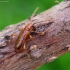 Eglinis rusvūnas - Obrium brunneum | Fotografijos autorius : Romas Ferenca | © Macrogamta.lt | Šis tinklapis priklauso bendruomenei kuri domisi makro fotografija ir fotografuoja gyvąjį makro pasaulį.