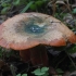 Eglyninė rudmėsė - Lactarius deterrimus | Fotografijos autorius : Vytautas Gluoksnis | © Macrogamta.lt | Šis tinklapis priklauso bendruomenei kuri domisi makro fotografija ir fotografuoja gyvąjį makro pasaulį.