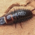Egyptian Predator Beetle - Anthia sexmaculata, larva | Fotografijos autorius : Gintautas Steiblys | © Macronature.eu | Macro photography web site