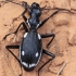 Egyptian Predator Beetle - Anthia sexmaculata | Fotografijos autorius : Gintautas Steiblys | © Macronature.eu | Macro photography web site