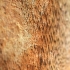 Elbowpatch crust - Fomitiporia punctata | Fotografijos autorius : Ramunė Vakarė | © Macronature.eu | Macro photography web site