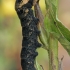 Elephant Hawk-moth - Deilephila elpenor, caterpillar | Fotografijos autorius : Gintautas Steiblys | © Macronature.eu | Macro photography web site