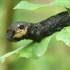 Elephant Hawk-moth - Deilephila elpenor, caterpillar | Fotografijos autorius : Vidas Brazauskas | © Macronature.eu | Macro photography web site