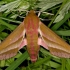 Elephant Hawk-moth - Deilephila elpenor | Fotografijos autorius : Rimantas Stankūnas | © Macronature.eu | Macro photography web site