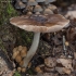 Elninė skydabudė - Pluteus cervinus | Fotografijos autorius : Žilvinas Pūtys | © Macrogamta.lt | Šis tinklapis priklauso bendruomenei kuri domisi makro fotografija ir fotografuoja gyvąjį makro pasaulį.