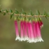 Epacris longiflora | Fotografijos autorius : Žilvinas Pūtys | © Macrogamta.lt | Šis tinklapis priklauso bendruomenei kuri domisi makro fotografija ir fotografuoja gyvąjį makro pasaulį.