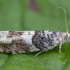 Trakinė epinocija - Epinotia demarniana | Fotografijos autorius : Žilvinas Pūtys | © Macrogamta.lt | Šis tinklapis priklauso bendruomenei kuri domisi makro fotografija ir fotografuoja gyvąjį makro pasaulį.