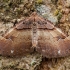 Erškėtinė antiklėja - Earophila badiata | Fotografijos autorius : Žilvinas Pūtys | © Macrogamta.lt | Šis tinklapis priklauso bendruomenei kuri domisi makro fotografija ir fotografuoja gyvąjį makro pasaulį.