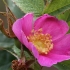 Paprastasis erškėtis - Rosa canina | Fotografijos autorius : Gintautas Steiblys | © Macrogamta.lt | Šis tinklapis priklauso bendruomenei kuri domisi makro fotografija ir fotografuoja gyvąjį makro pasaulį.