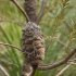 Erikinė banksija - Banksia ericifolia | Fotografijos autorius : Žilvinas Pūtys | © Macrogamta.lt | Šis tinklapis priklauso bendruomenei kuri domisi makro fotografija ir fotografuoja gyvąjį makro pasaulį.