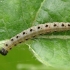 Ermine moth - Yponomeuta sp., catterpilar | Fotografijos autorius : Vidas Brazauskas | © Macronature.eu | Macro photography web site