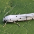 Taškuotoji kandis - Yponomeuta sp. | Fotografijos autorius : Vytautas Gluoksnis | © Macronature.eu | Macro photography web site