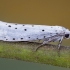 Ermine moth - Yponomeuta sp. | Fotografijos autorius : Eglė Vičiuvienė | © Macronature.eu | Macro photography web site
