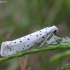 Ermine moth - Yponomeuta sp. | Fotografijos autorius : Vytautas Gluoksnis | © Macronature.eu | Macro photography web site