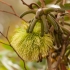 Eukaliptas - Eucalyptus conferruminata | Fotografijos autorius : Žilvinas Pūtys | © Macrogamta.lt | Šis tinklapis priklauso bendruomenei kuri domisi makro fotografija ir fotografuoja gyvąjį makro pasaulį.