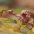 Eukaliptinė gyvalazdė - Extatosoma tiaratum | Fotografijos autorius : Gintautas Steiblys | © Macrogamta.lt | Šis tinklapis priklauso bendruomenei kuri domisi makro fotografija ir fotografuoja gyvąjį makro pasaulį.