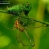 Rudeninis skylūnėlis - Metellina segmentata | Fotografijos autorius : Romas Ferenca | © Macronature.eu | Macro photography web site