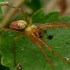 Eurasian armoured long-jawed spider - Metellina segmentata | Fotografijos autorius : Romas Ferenca | © Macrogamta.lt | Šis tinklapis priklauso bendruomenei kuri domisi makro fotografija ir fotografuoja gyvąjį makro pasaulį.