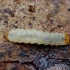 European Bark Beetle Predator - Glischrochilus quadripunctatus, larva | Fotografijos autorius : Romas Ferenca | © Macronature.eu | Macro photography web site