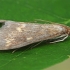 European Corn Borer - Ostrinia nubilalis | Fotografijos autorius : Gintautas Steiblys | © Macronature.eu | Macro photography web site