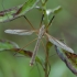 European Cranefly - Tipula paludosa ♂ | Fotografijos autorius : Žilvinas Pūtys | © Macronature.eu | Macro photography web site