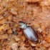 European Gazelle beetle - Nebria brevicollis | Fotografijos autorius : Romas Ferenca | © Macronature.eu | Macro photography web site