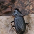 European Gazelle beetle - Nebria brevicollis | Fotografijos autorius : Gintautas Steiblys | © Macronature.eu | Macro photography web site