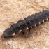 Common glowworm - Lampyris noctiluca, larvae | Fotografijos autorius : Žilvinas Pūtys | © Macronature.eu | Macro photography web site