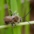 Ilgaūsė bitė - Eucera longicornis | Fotografijos autorius : Romas Ferenca | © Macronature.eu | Macro photography web site