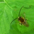 Ilgaūsė bitė - Eucera longicornis | Fotografijos autorius : Deividas Makavičius | © Macronature.eu | Macro photography web site
