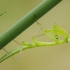 European Mantis - Mantis religiosa, nymph | Fotografijos autorius : Nomeda Vėlavičienė | © Macronature.eu | Macro photography web site