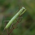 Paprastasis maldininkas - Mantis religiosa, nimfa | Fotografijos autorius : Romas Ferenca | © Macronature.eu | Macro photography web site