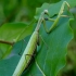 European Mantis - Mantis religiosa | Fotografijos autorius : Romas Ferenca | © Macronature.eu | Macro photography web site