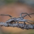 European Nursery Web spider - Pisaura mirabilis ♀ | Fotografijos autorius : Žilvinas Pūtys | © Macronature.eu | Macro photography web site