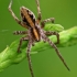 European Nursery Web spider - Pisaura mirabilis  | Fotografijos autorius : Gintautas Steiblys | © Macronature.eu | Macro photography web site