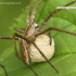 European Nursery Web spider - Pisaura mirabilis  | Fotografijos autorius : Gintautas Steiblys | © Macronature.eu | Macro photography web site