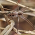 European Nursery Web spider - Pisaura mirabilis | Fotografijos autorius : Agnė Našlėnienė | © Macronature.eu | Macro photography web site