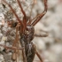 European Nursery Web spider - Pisaura mirabilis | Fotografijos autorius : Gintautas Steiblys | © Macronature.eu | Macro photography web site
