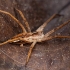 European Nursery Web spider - Pisaura mirabilis | Fotografijos autorius : Žilvinas Pūtys | © Macronature.eu | Macro photography web site