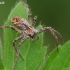European Nursery Web spider - Pisaura mirabilis | Fotografijos autorius : Gintautas Steiblys | © Macronature.eu | Macro photography web site